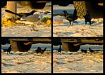 (33) crows and gull montage.jpg    (1000x720)    349 KB                              click to see enlarged picture